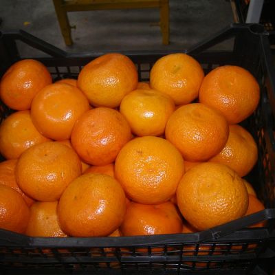 Mandarine (easy pealer)
