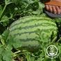  Striped Seeded Watermelon